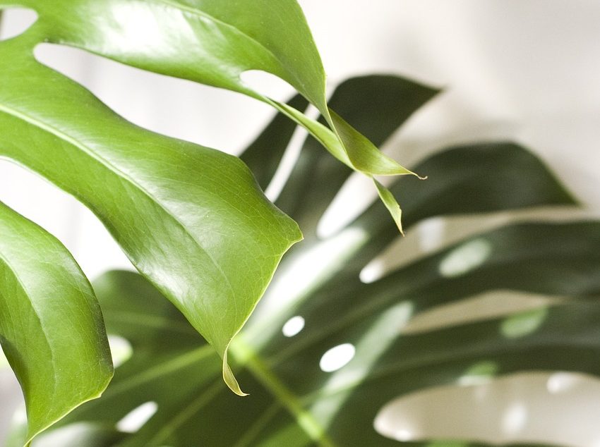 Monstera deliciosa