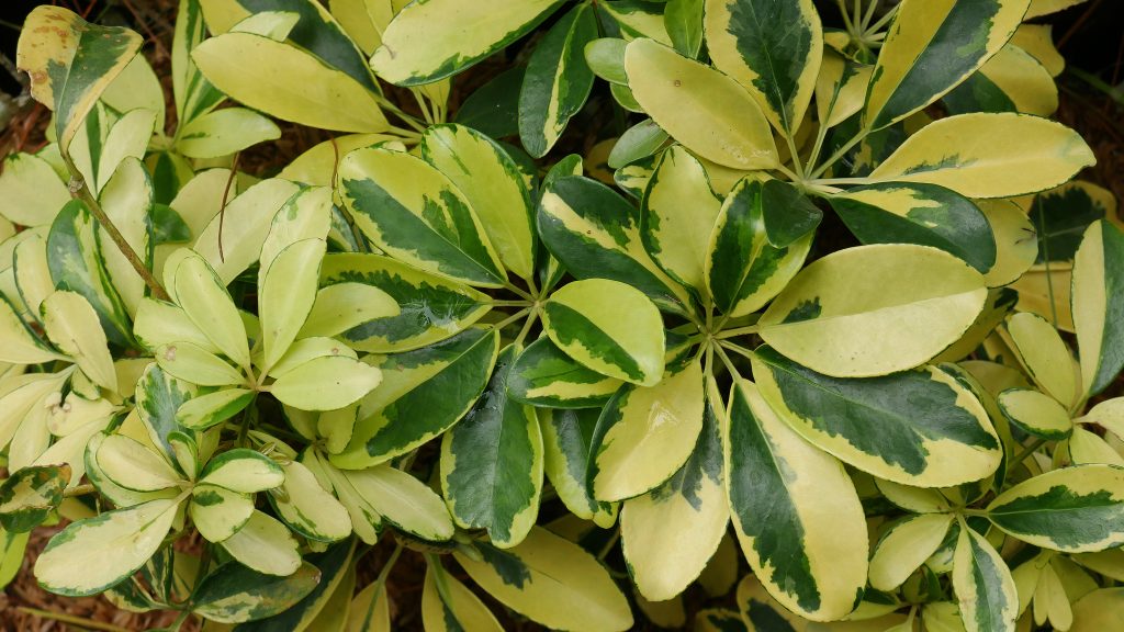 Schefflera