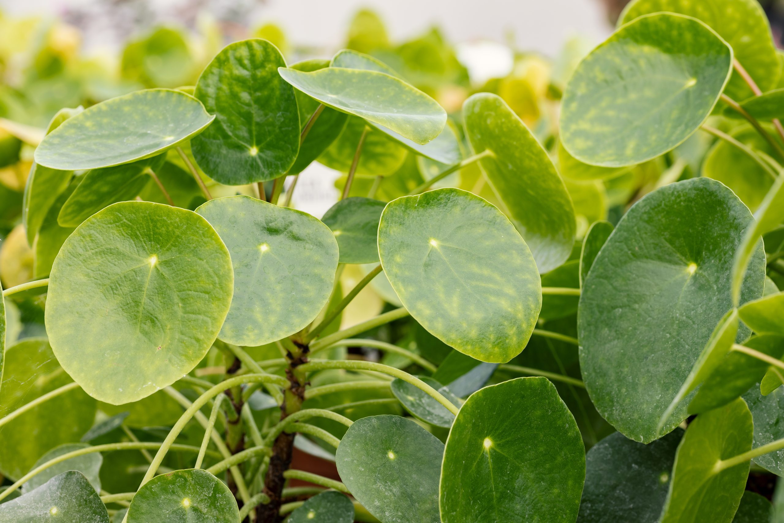 Pilea