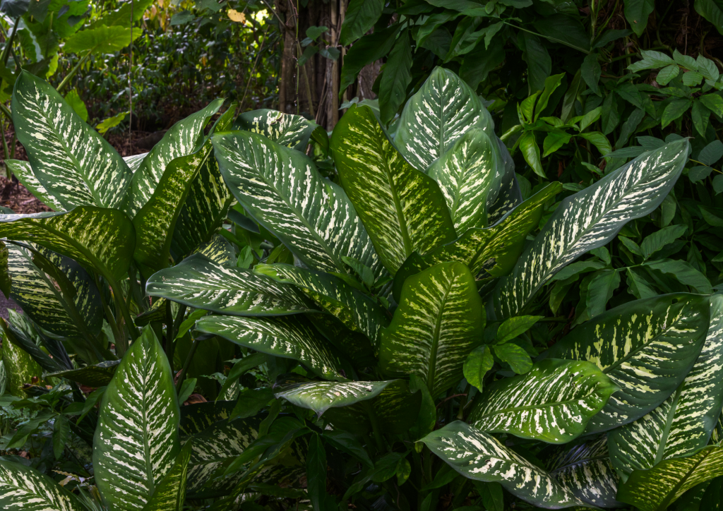 Dieffenbachia
