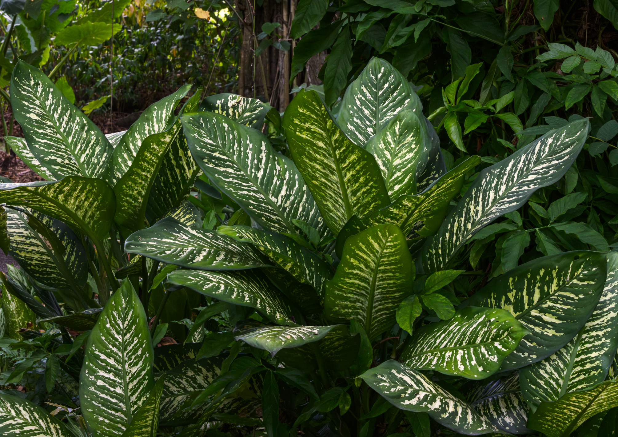 Dieffenbachia
