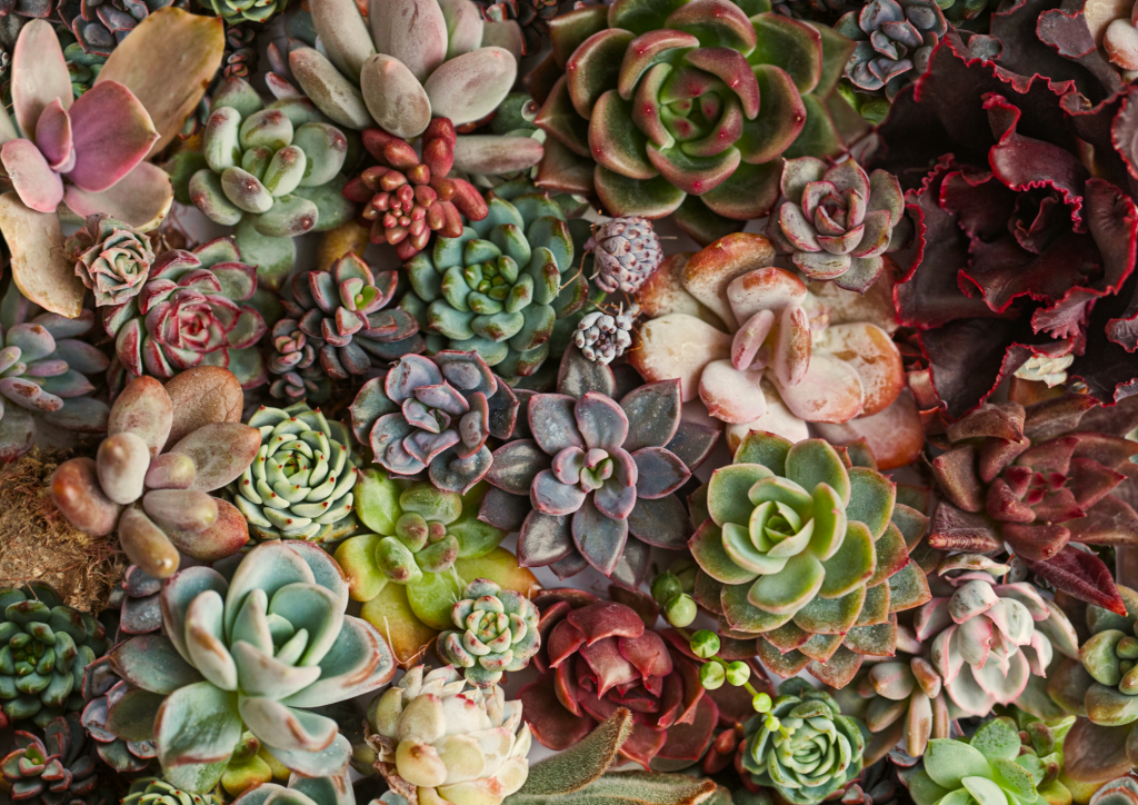 Mix Echeveria