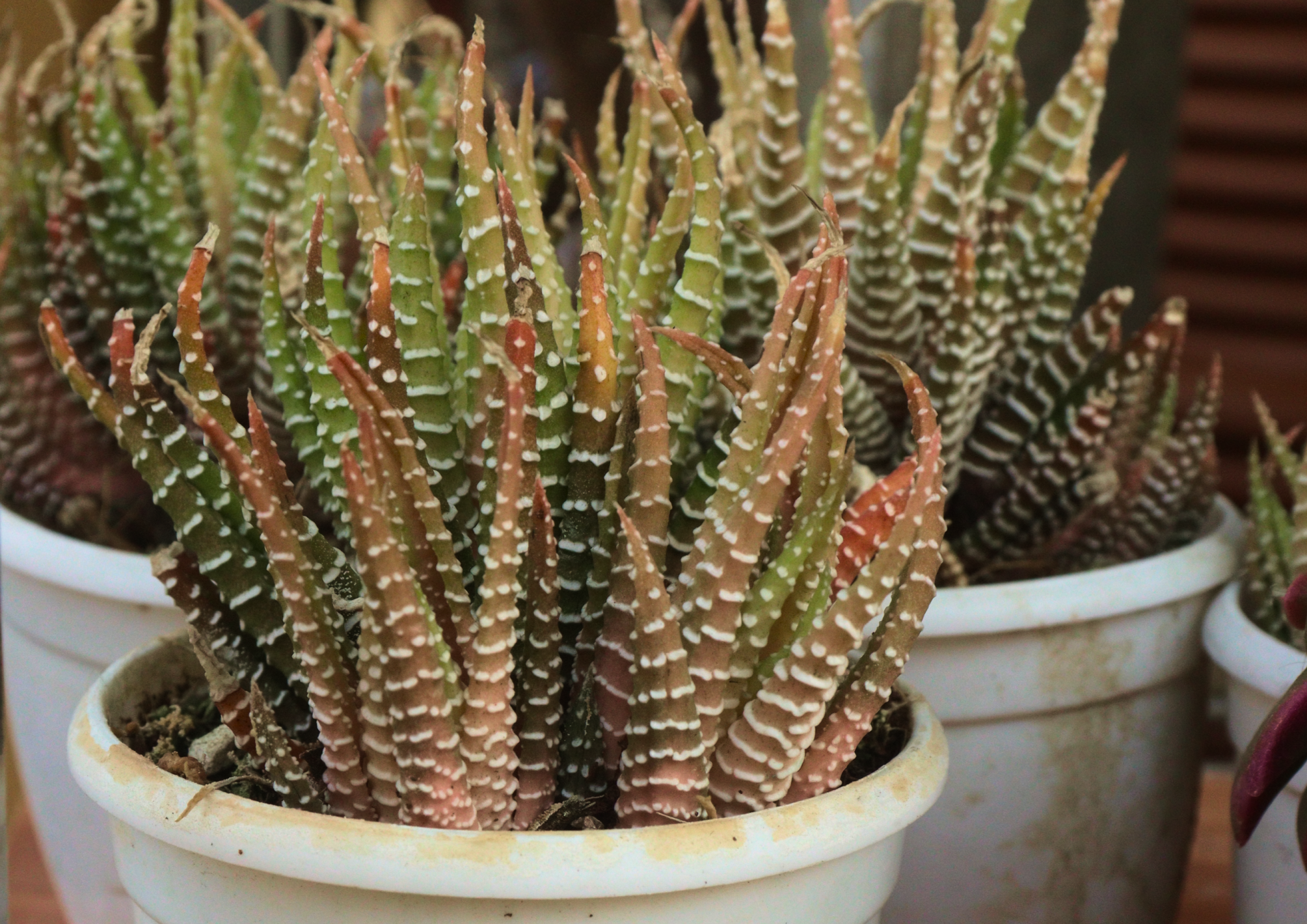 Haworthia
