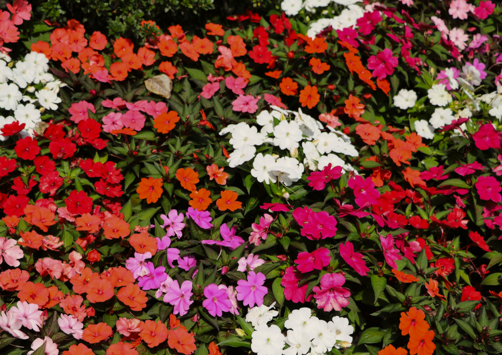 Impatiens