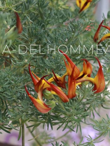 Lotus Berthelotii en fleurs