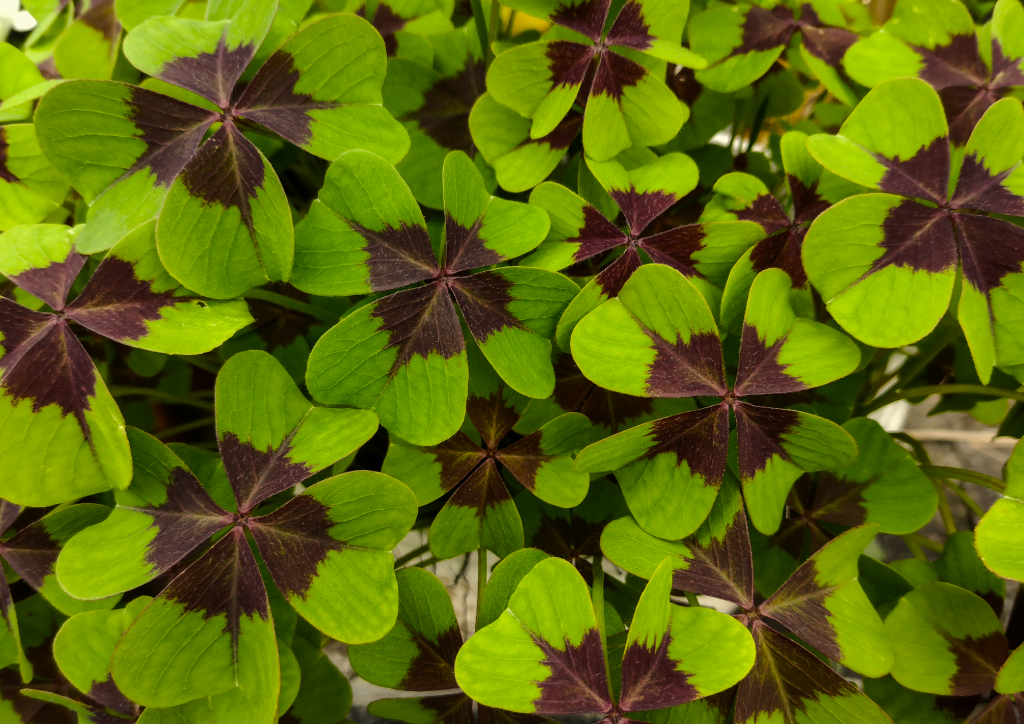 Oxalis