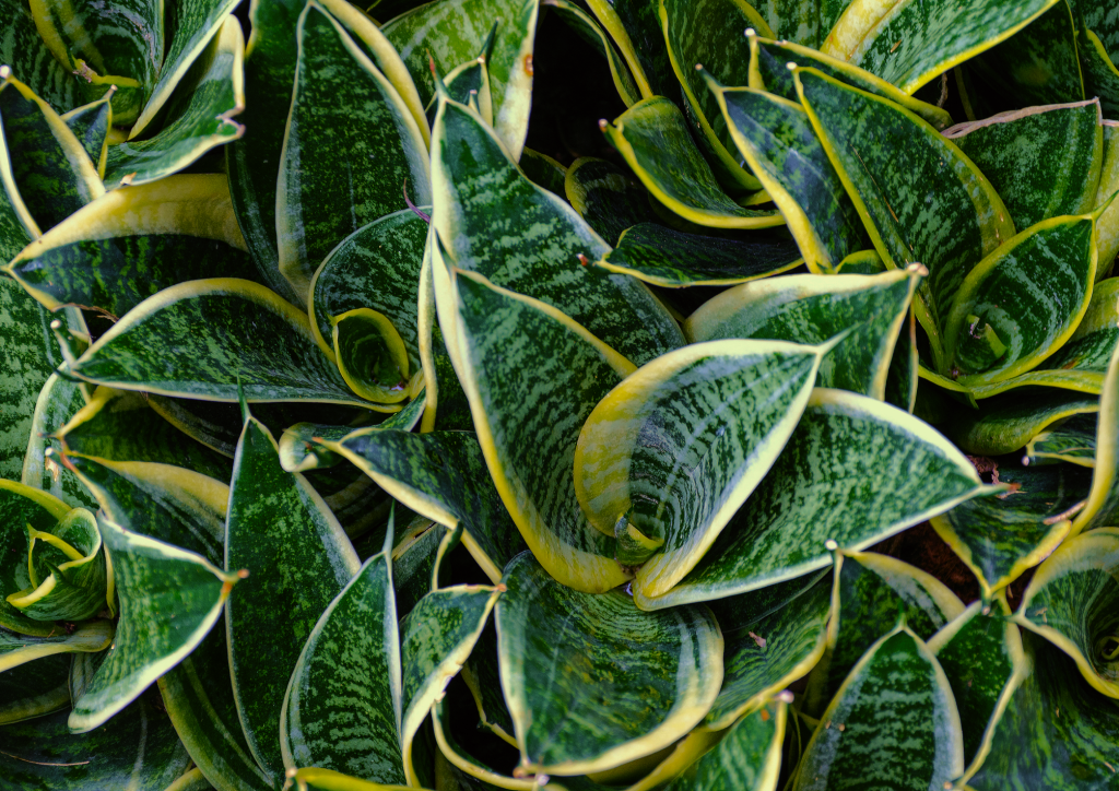 Sansevieria