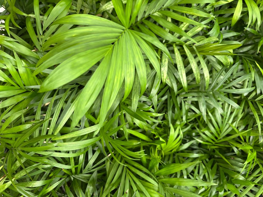Chamaedorea