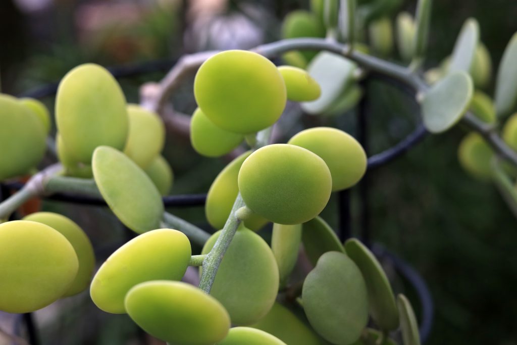Xerosicyos Danguyi