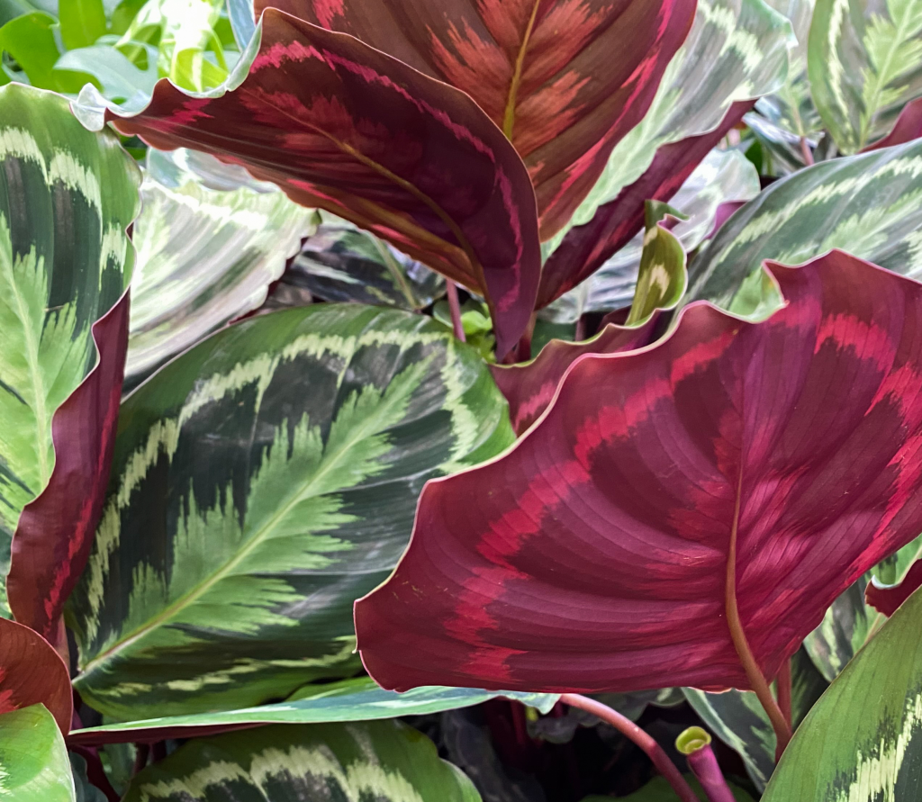 calathea