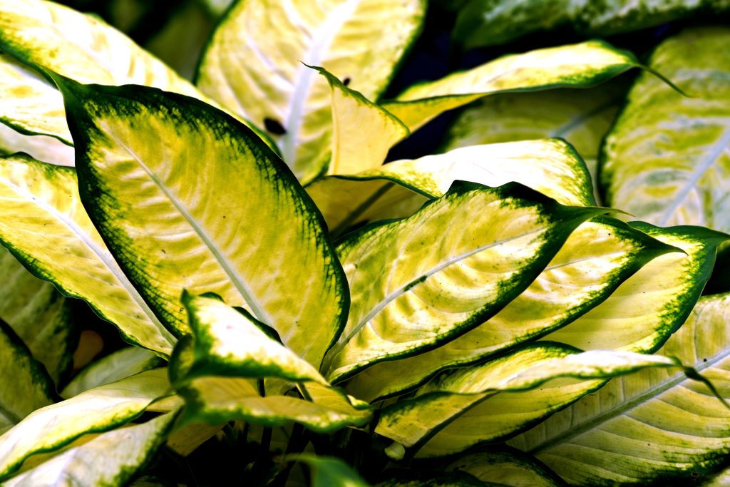aglaonema