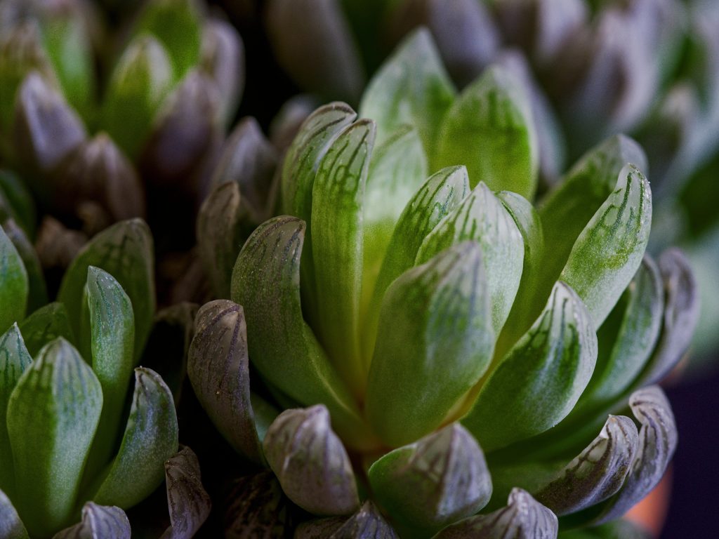 Haworthia