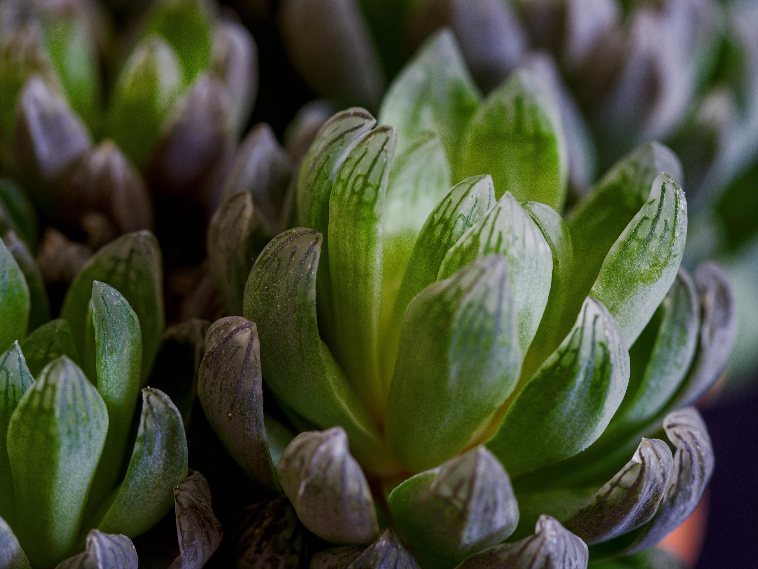 Haworthia